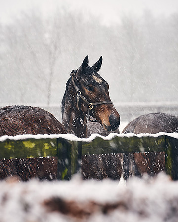 NATIONAL-STUD-27th-FEB-DJ-_DJ94224.ARW-5378