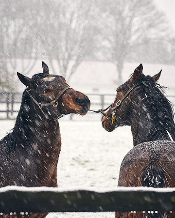 NATIONAL-STUD-27th-FEB-DJ-_DJ94292.ARW-5446