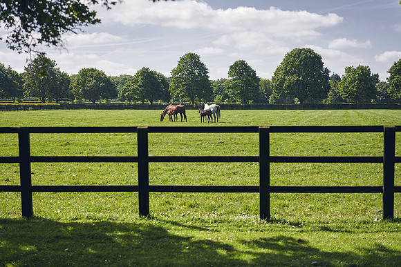 The-National-Stud-Dominic-James_DOM9872