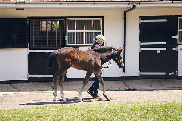 The-National-Stud-Dominic-James_DOM0191