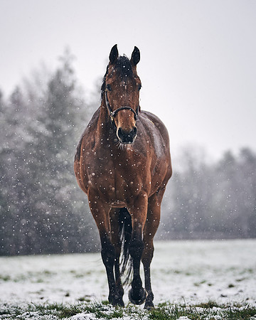 NATIONAL-STUD-27th-FEB-DJ-_DJ94875.ARW-6029