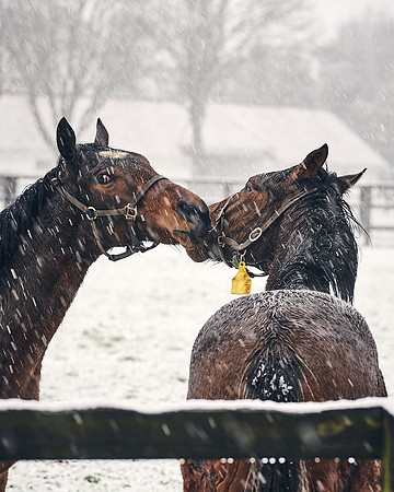 NATIONAL-STUD-27th-FEB-DJ-_DJ94287.ARW-5441