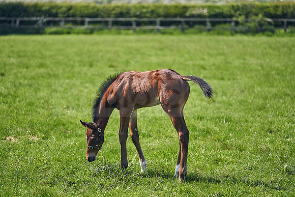 The-National-Stud-Dominic-James_DJ_5144