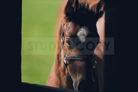The-National-Stud-Dominic-James_DJ_3452