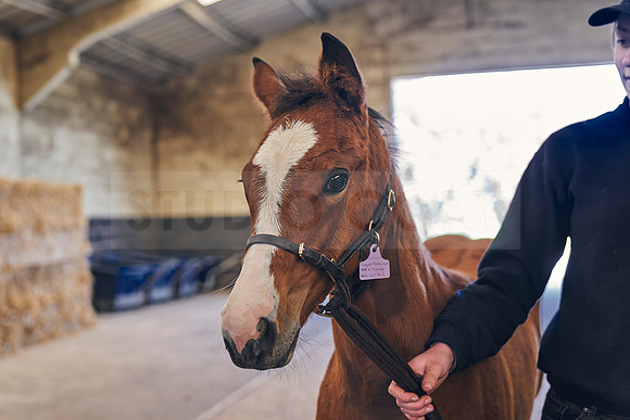 The-National-Stud-Dominic-James_DJ_4852