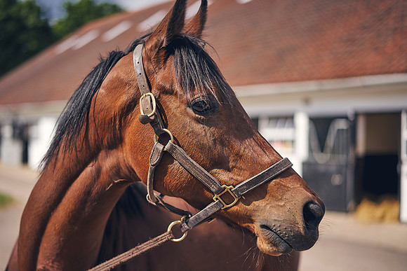The-National-Stud-Dominic-James_DOM9832